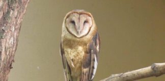 Hospital Veterinário da Cidade da Criança realiza soltura de corujas