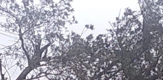 Queda de árvore atinge carro e motocicleta e deixa bairro sem energia elétrica em Álvares Machado