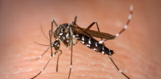 Balanço da Dengue: 4.854 casos foram registrados pela VEM em 2020