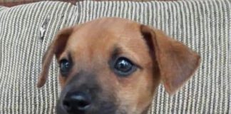 Centro de Zoonoses tem oito filhotes disponíveis para adoção