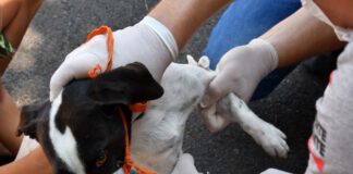 Centro de Zoonoses implanta 215 coleiras em cães no Monte Carlo e inicia bloqueio no Humberto Salvador