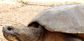Tartaruga-mordedora é encontrada solta em Prudente, animal tem mordida mais forte que leão