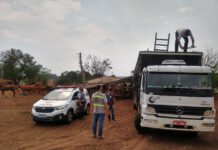 Caminhão é flagrado pela Polícia Rodoviária transportando irregularmente 27 cavalos para o MS