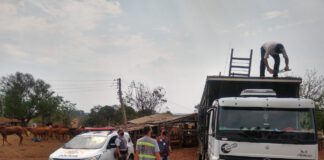 Caminhão é flagrado pela Polícia Rodoviária transportando irregularmente 27 cavalos para o MS