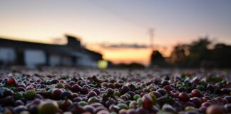 Imagens de satélite vão ajudar cafeicultor a assegurar lavoura