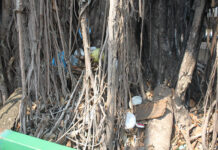 Figueira do P.U.M continua servindo de lixeira para alguns prudentinos