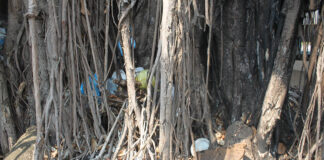 Figueira do P.U.M continua servindo de lixeira para alguns prudentinos