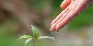 Tecnologias biológicas auxiliam plantas a atravessarem períodos de escassez de água