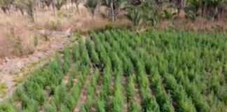 “Floresta” de maconha com 50 mil pés é descoberta no Maranhão