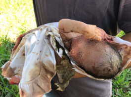 VÍDEO: Recém-nascida é encontrada em meio a mata em Emilianópolis