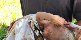 VÍDEO: Recém-nascida é encontrada em meio a mata em Emilianópolis