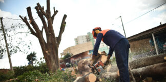 Secretaria do Meio Ambiente alerta sobre falsários cobrando por podas de árvores em Prudente