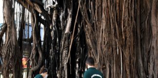 Engenheiros da Prefeitura realizam análise fitossanitária da figueira ao lado do PUM