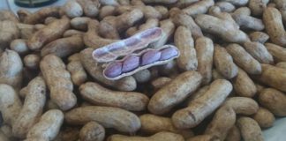 Unoeste promove Dia de Campo gratuito sobre o amendoim