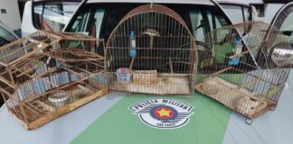 Polícia Ambiental solta aves presas em cativeiro e aplica multa de R$ 1.500 em idosa