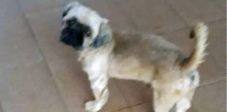 CLASSIFICADOS: Procura-se cachorrinho de criança nas imediações do Ipanema Clube