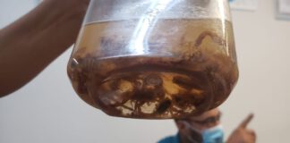 ESCORPIÕES: Infestação atinge o III Milênio e vários outros bairros