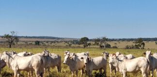 Falta de chuvas está prejudicando pastagens em toda região de Presidente Prudente