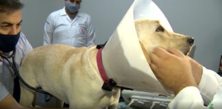 CONCURSO: Conselho Regional de Medicina Veterinária abre duas vagas para Presidente Prudente