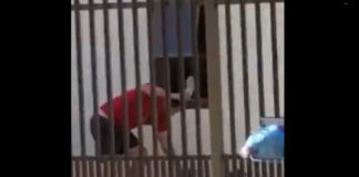 VIDEO: Após bater em cachorrinho da mãe, homem é multado em R$ 3 mil pela Ambiental