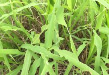 Lagartas causam danos às pastagens no oeste paulista