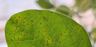 SOJA: Ferrugem-asiática ataca plantações no sul de Mato Grosso