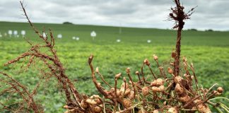Plantio direto de amendoim pode ser viável no oeste paulista