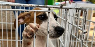 Feira de Adoção de cães acontece nesta quinta-feira na Praça 9 de Julho