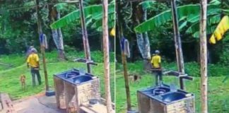 MATO GROSSO: Caseiro é devorado por onça e pedaços do corpo são achados em mata