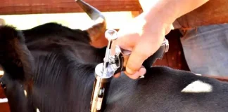 Estado de São Paulo atinge 99,8% de cobertura vacinal contra febre aftosa