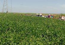 CARNAVAL VERMELHO: FNL inicia série de ocupações em fazendas na região de Presidente Prudente