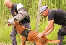 Canil do 8º Baep ajudou na apreensão de 3,7 toneladas de drogas em 2022