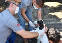 CCZ realiza plantão de chipagem e vacina neste sábado na Praça do Jardim Vila Real
