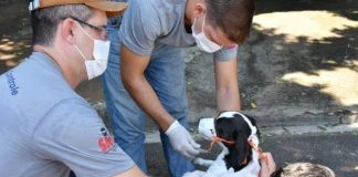 CCZ realiza plantão de chipagem e vacina neste sábado na Praça do Jardim Vila Real