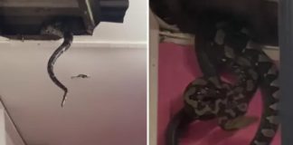 VÍDEO: Morador descobre cobras gigantes no teto de sua casa