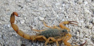 Escorpião é o animal peçonhento que mais causa acidentes no Brasil