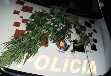 Polícia encontra pé de maconha em casa após homem ameaçar companheira com martelo