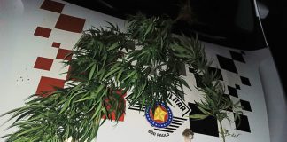 Polícia encontra pé de maconha em casa após homem ameaçar companheira com martelo