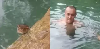 MS: Banhistas encontram sucuri gigante em riacho e brincam com animal