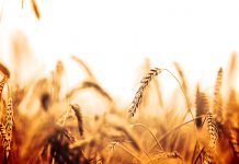 Após safra recorde, produtores de trigo paulista se reúne para discutir as projeções de produção para 2023