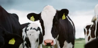 Brasil confirma caso de “vaca louca” no Pará e suspende exportação de carne à China