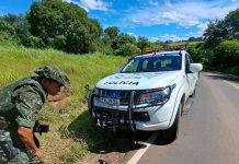 Jaguatirica morre atropelada em Caiabu