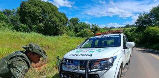 Jaguatirica morre atropelada em Caiabu