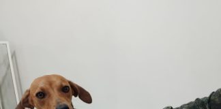 Após abandonar cachorra homem é multado em R$ 3 mil por maus tratos