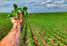 Bactérias inteligentes são indispensáveis na agricultura regenerativa