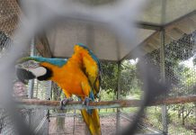 Homem é autuado em R$ 5 mil por manter arara em cativeiro