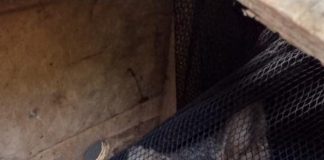 Cachorro-do-Mato aparece em condomínio fechado em Teodoro Sampaio