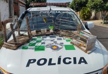 Polícia Ambiental multa em R$ 1.500,00 homem que mantinha dois canários-da-terra em cativeiro no João Domingos Neto