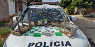 Polícia Ambiental multa em R$ 1.500,00 homem que mantinha dois canários-da-terra em cativeiro no João Domingos Neto