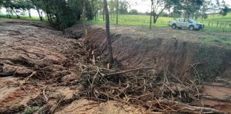 Idoso é multado em R$ 19 mil por realizar desmatamento no Parque Jabaquara